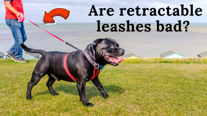 why are retractable leashes bad for dogs