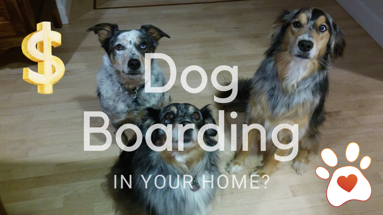 Must Haves for Your Dog Boarding and Kennel Website