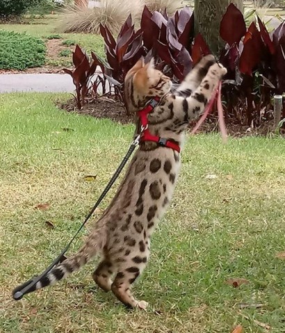 Bengal cat outlet harness