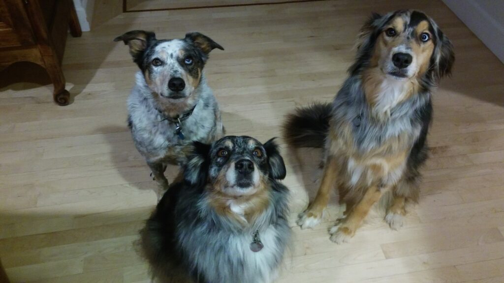 Three dogs looking at the camera