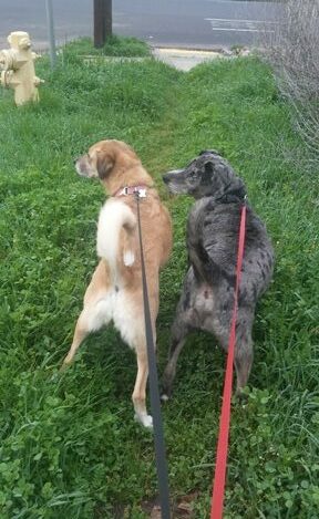 Two dogs walked on retractable leashes