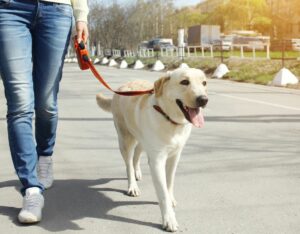 dog walking on a leash