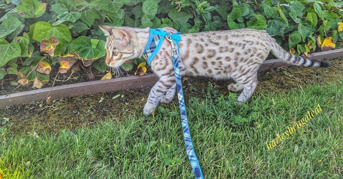 How to Walk Your Cat on a Leash Safely