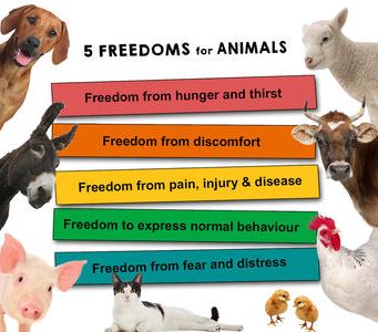 The five freedoms for animals