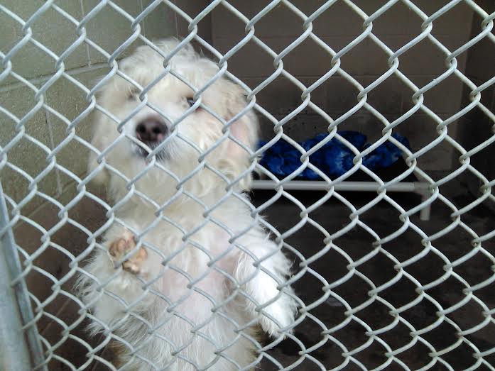 dog in a shelter kennel