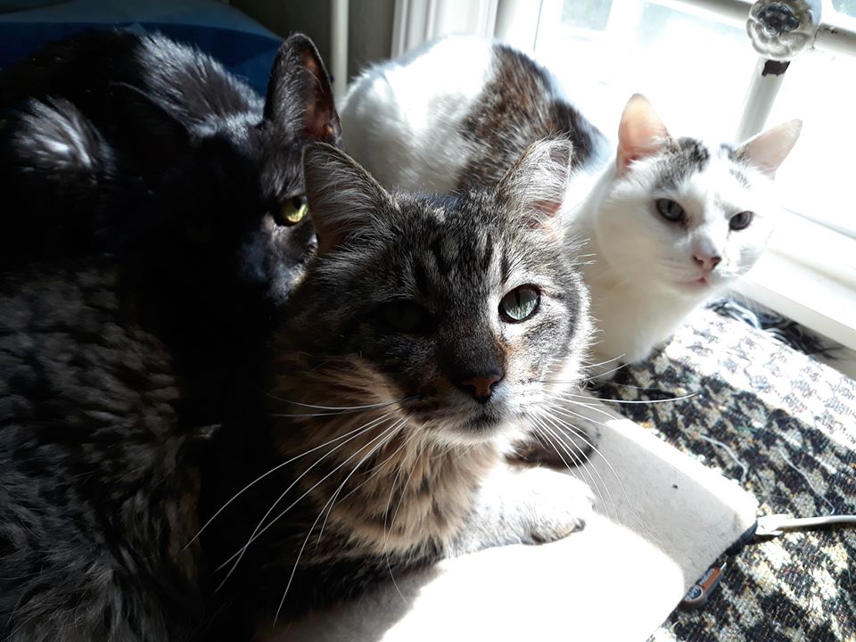 Three cats sunbathing in a window