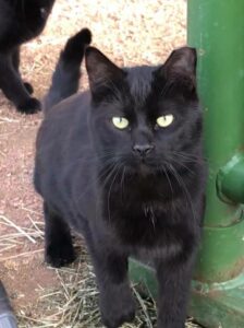 black barn kitty