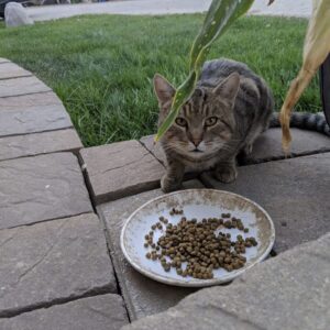 tabby cat eating outside