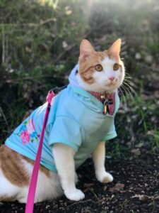cat in a shirt and harness