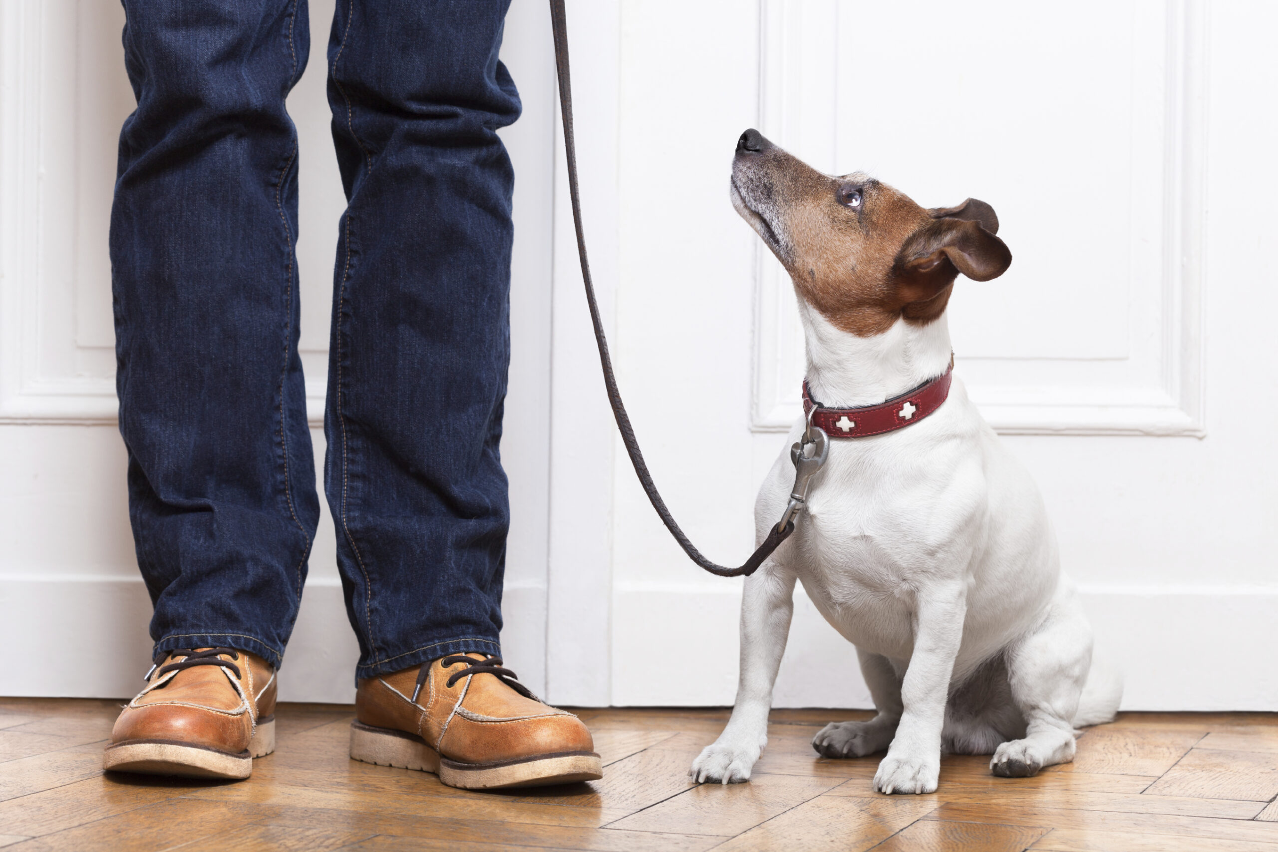 dog on a leash with walker