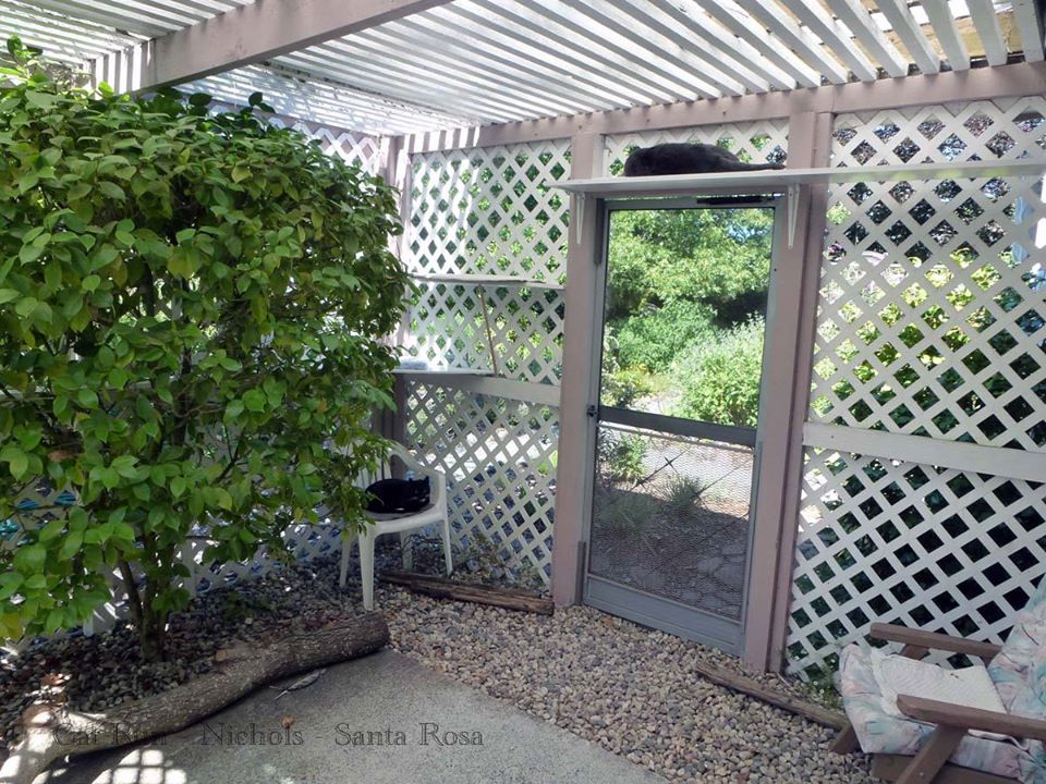 large catio