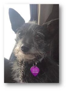 dog wearing ID tag