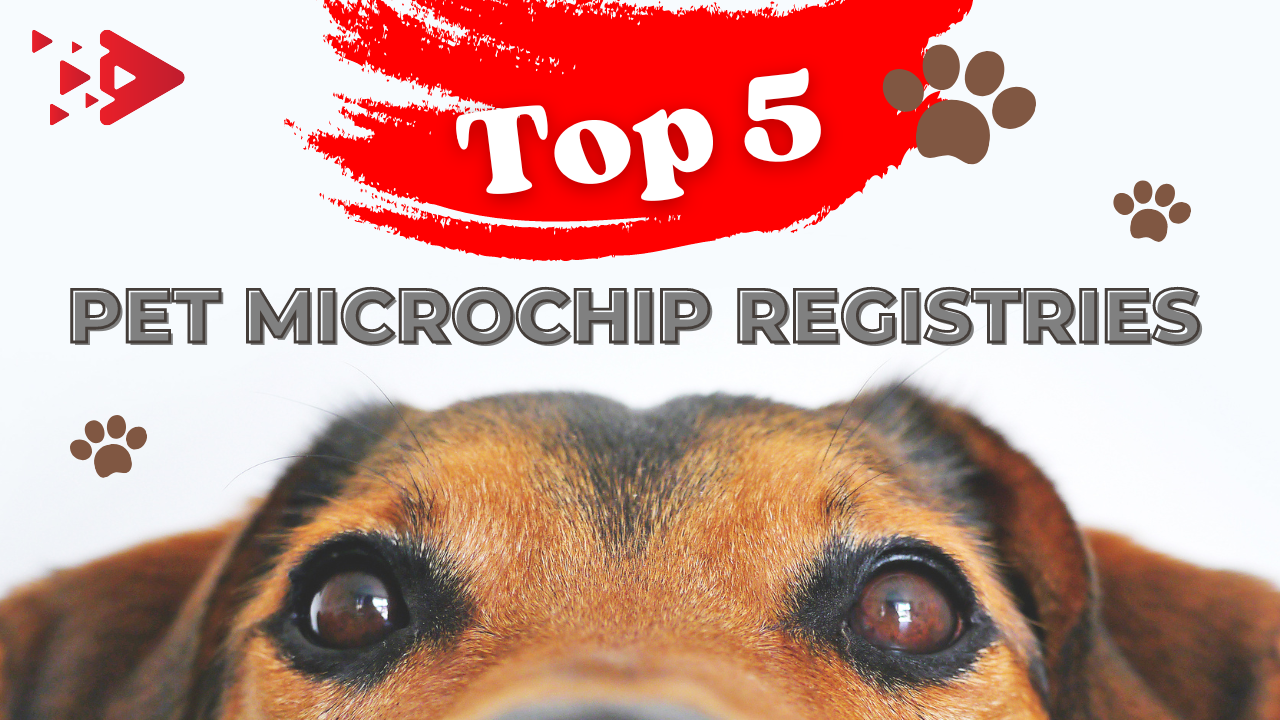 how do i get my dogs microchip information change