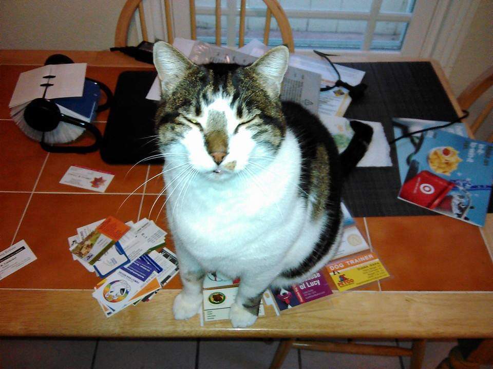cat sitting on pile of business cards