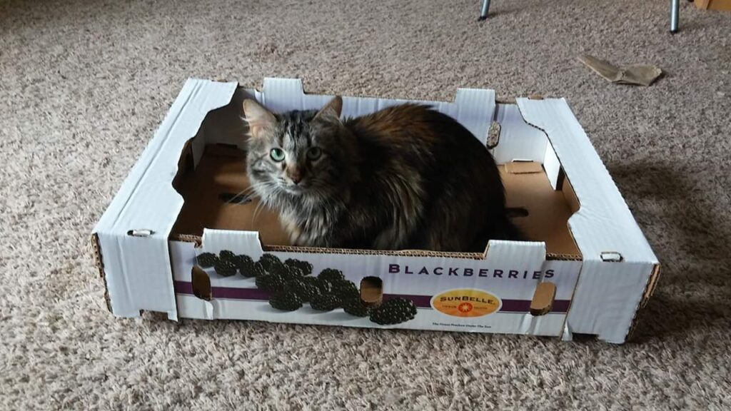 cat in a fruit box