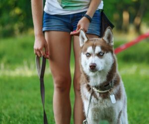 husky on a leash