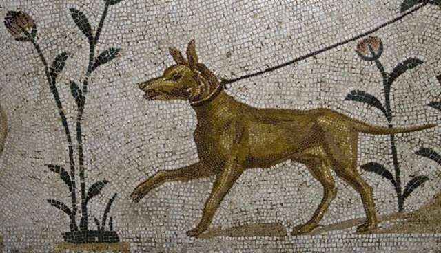 Roman dog 
