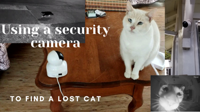 Tools to find a lost cat: Humane trap - First Street Pets