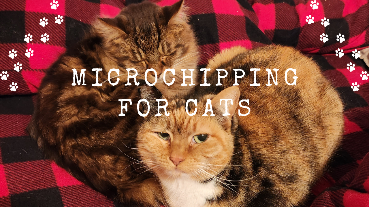 https://firststreetpets.com/wp-content/uploads/2023/02/microchipping-for-cats.png